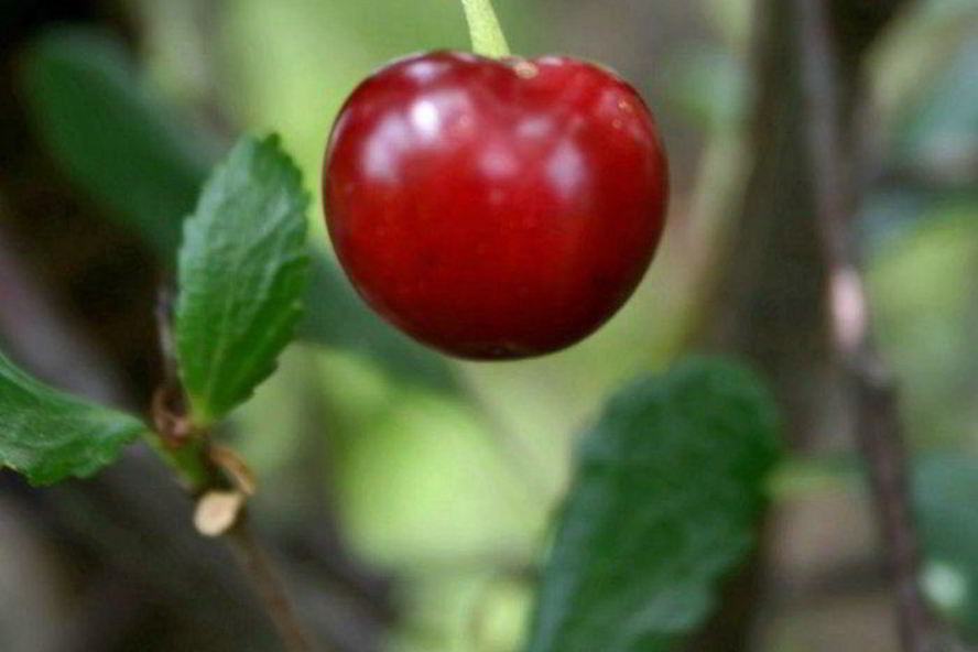 Рецепт десерт пьяная вишня