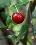 Десерт Пьяная Вишня