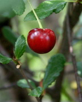 Десерт Пьяная Вишня