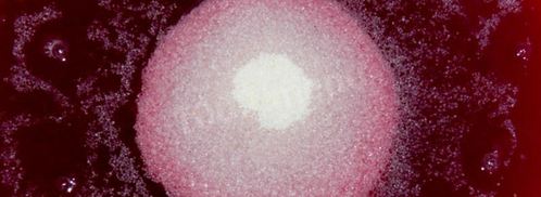 ягодный мусс. Шаг 8