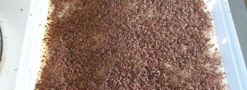 тирамису манго-шоколад. Шаг 14