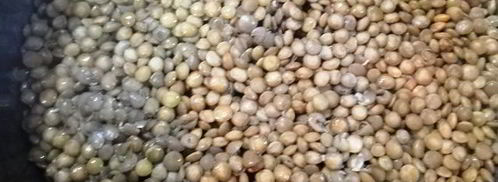 чечевица с лисичками и жареным адыгейским сыром. Шаг 10