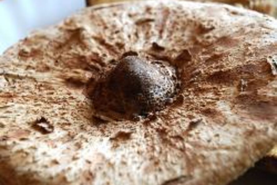 Рецепт гриб-зонтик жареный