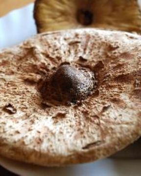 Гриб-зонтик жареный