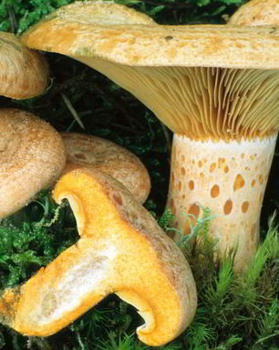 Грибы млечники