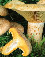 Грибы млечники