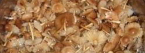 опята с картошкой в духовке. Шаг 2