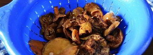 рыжики жареные. Шаг 7