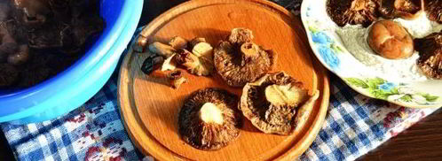 рыжики жареные. Шаг 8