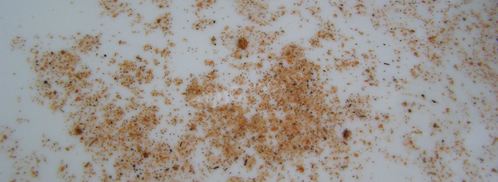 тушеные грибы в мультиварке. Шаг 5