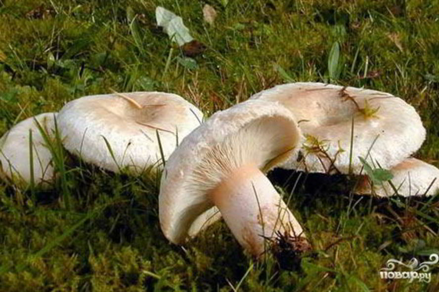 Рецепт тушеные волнушки