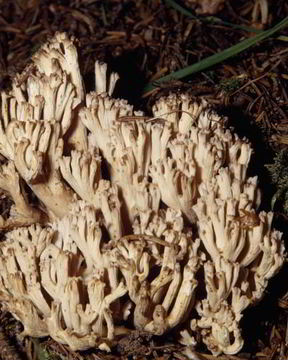 Вареные Грибы рогатики