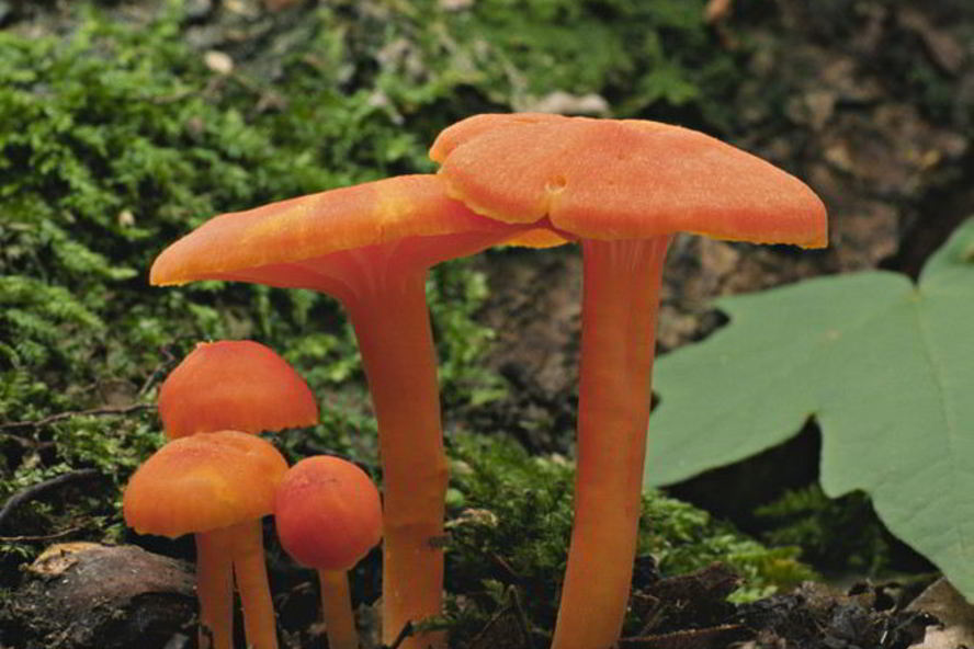 Рецепт жаренные грибы гигрофоры