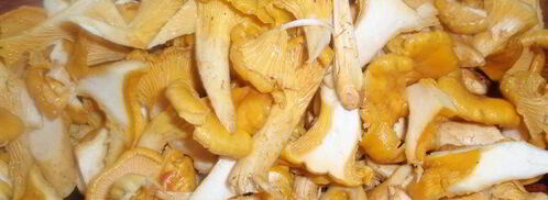 лазанья с лисичками и сельдереем. Шаг 5