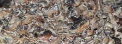 спагетти со сливками и грибами. Шаг 3