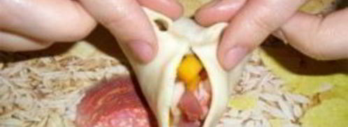 манты с тыквой и мясом. Шаг 9