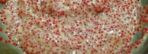 гедза с паштетом из тунца и куриной печенью. Шаг 14