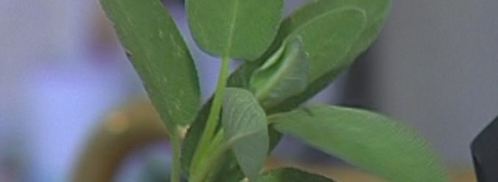 паста с рагу из дичи. Шаг 4