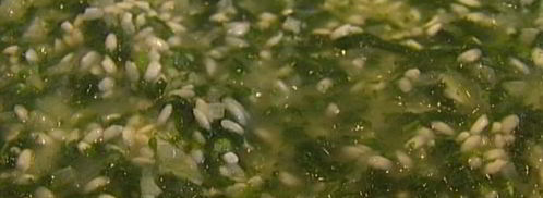 ризотто с крапивой. Шаг 7