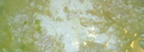 ризотто в мультиварке. Шаг 5