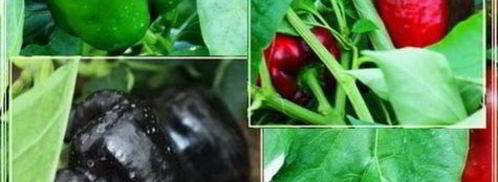 рыба в капусте. Шаг 11