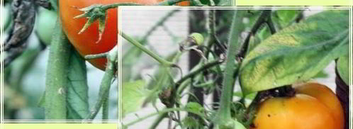 рыба в капусте. Шаг 13