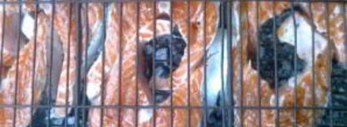 шашлык из рыбы на костре. Шаг 4