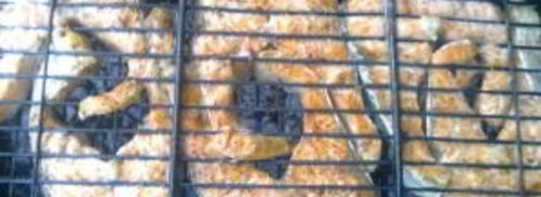 шашлык из рыбы на костре. Шаг 6