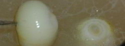 гороховая каша с мясом. Шаг 2