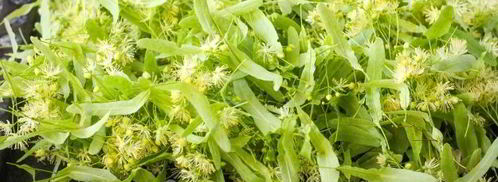 липовый чай. Шаг 5