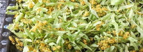 липовый чай. Шаг 6