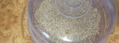 коктейль из пророщенных зерен гречихи. Шаг 2