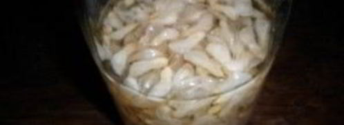 напиток из акации на зиму. Шаг 3