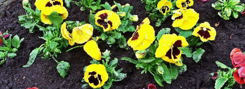 бананово-арбузный смузи. Шаг 8