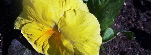 бананово-арбузный смузи. Шаг 9