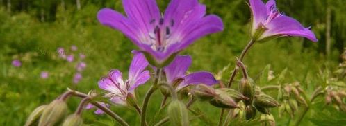 мангово-кокосовый смузи. Шаг 6