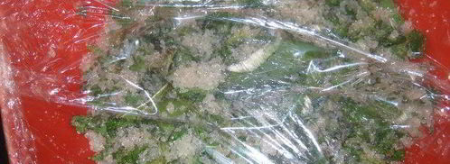 зеленый мятный сироп. Шаг 2