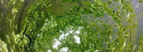 соус из базилика и рукколы. Шаг 5