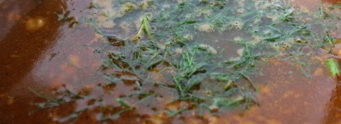 ароматный мясной суп с рисом. Шаг 5