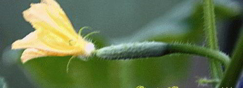 окрошка с мясом. Шаг 11