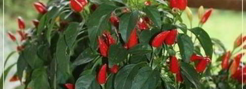 щи кислые с уткой. Шаг 21