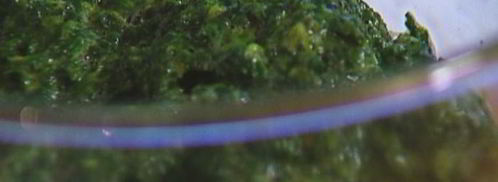 блинчики из шпината с голубым сыром. Шаг 2