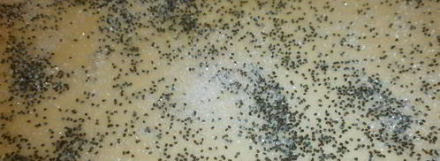 плюшки с маком. Шаг 10