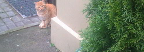 чизкейк в микроволновке. Шаг 3