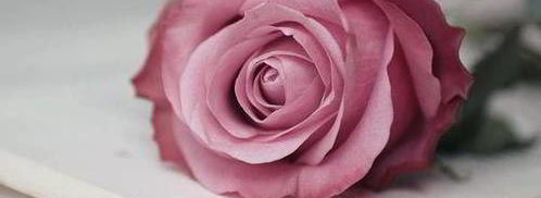 закусочный чизкейк утренняя роза. Шаг 13