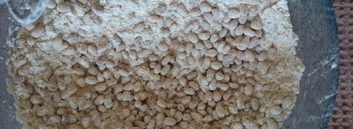 банановый кекс с кедровыми орешками и цедрой лимона. Шаг 9