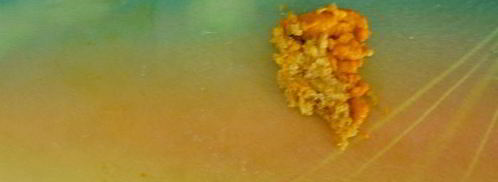 симнель — английский пасхальный кекс. Шаг 3