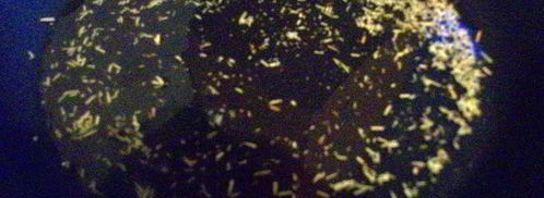 тосканский хлеб с виноградом. Шаг 4