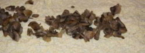 лаваш с шампиньонами. Шаг 7