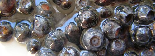 черника в собственном соку на зиму без сахара. Шаг 3